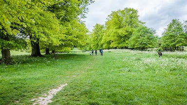 Hertfordshire, UK, May 18, 2019. Tring Park - Hertfordshire. Tring Park is an import wildlife. Then rare chalk grassland is designated as a site os special scientific interest.