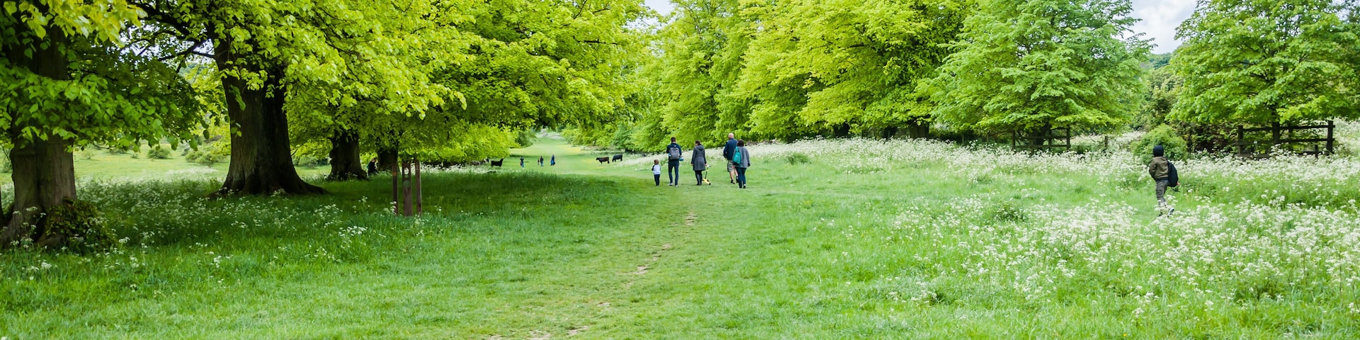 Hertfordshire, UK, May 18, 2019. Tring Park - Hertfordshire. Tring Park is an import wildlife. Then rare chalk grassland is designated as a site os special scientific interest.