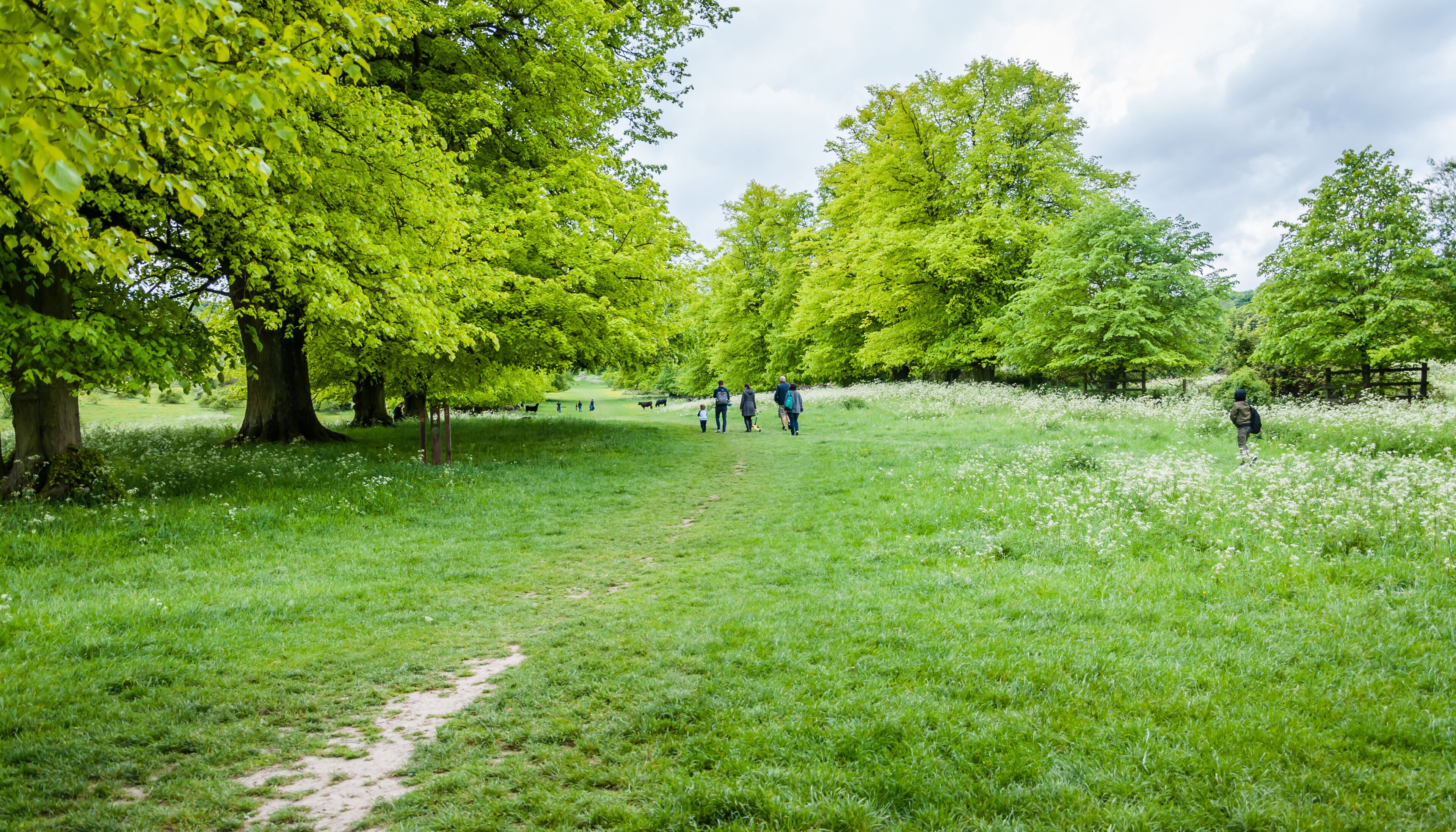 Hertfordshire, UK, May 18, 2019.  Tring Park - Hertfordshire.   Tring Park is an import wildlife. Then rare chalk grassland is designated as a site os special scientific interest.