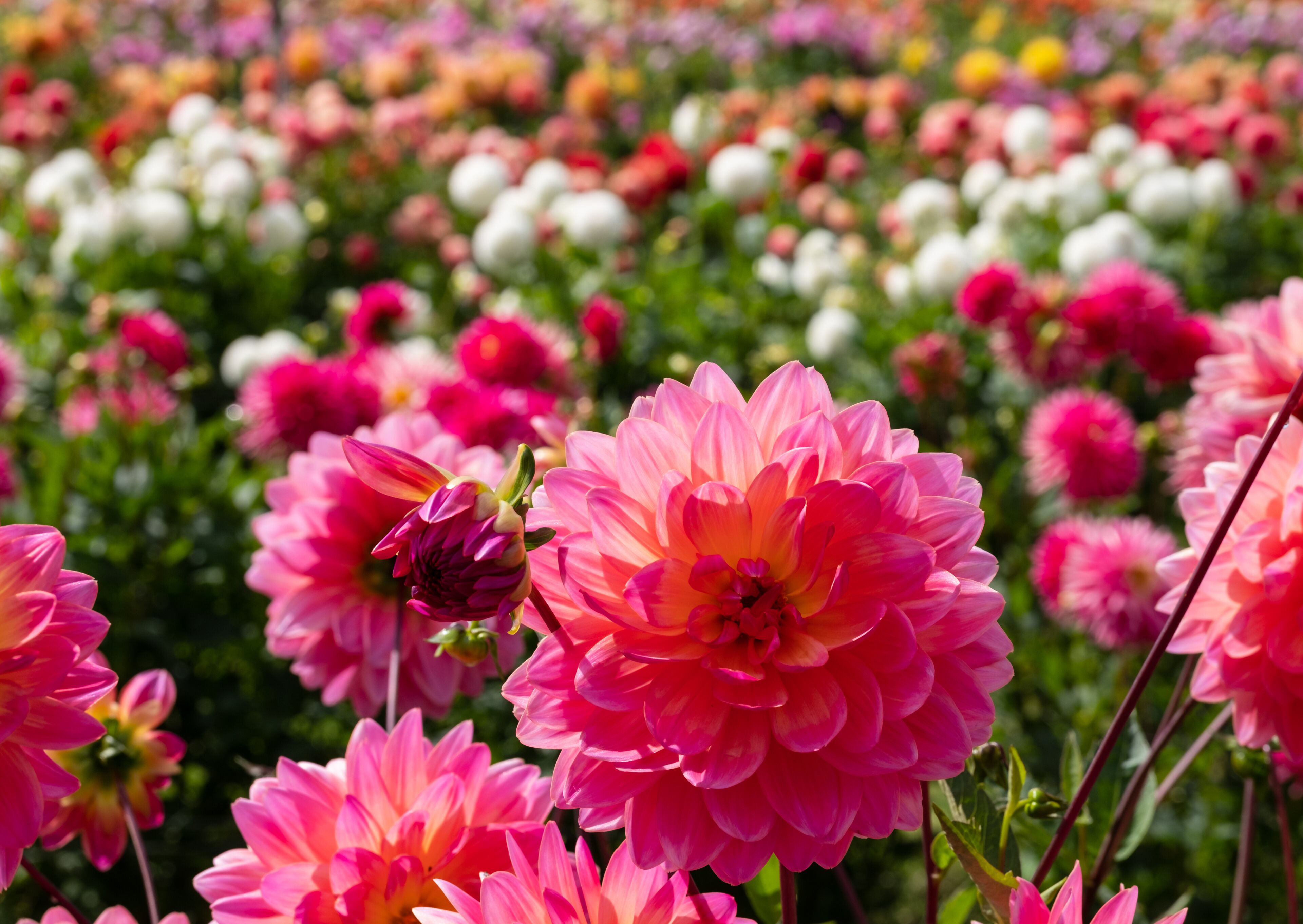 Um campo de flores rosa e brancas, com uma flor rosa em destaque no primeiro plano.