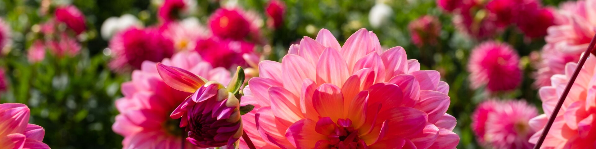 Um campo de flores rosa e brancas, com uma flor rosa em destaque no primeiro plano.