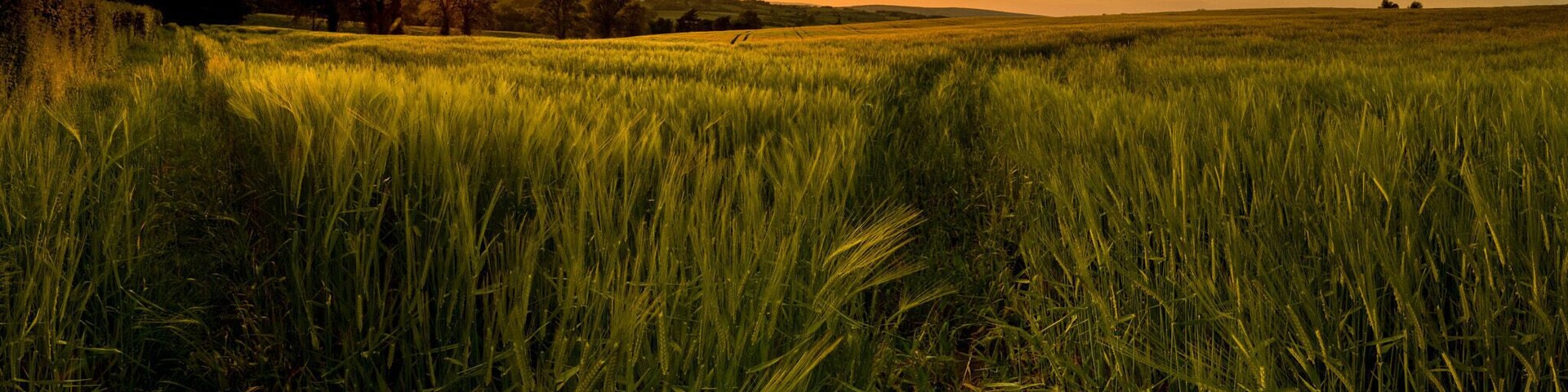 A field of tall grass with a sunset in the background.