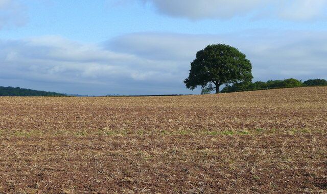 Field oak. Looking north from the same spot as 946968.