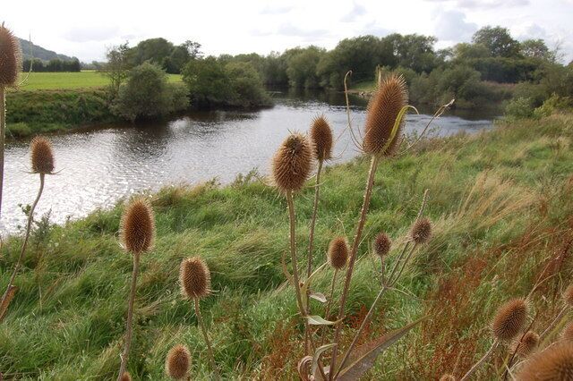 Teasels growing on the banks of the River Wye