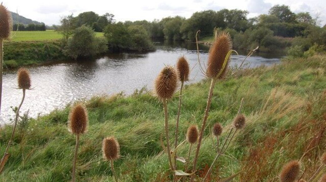 Teasels growing on the banks of the River Wye