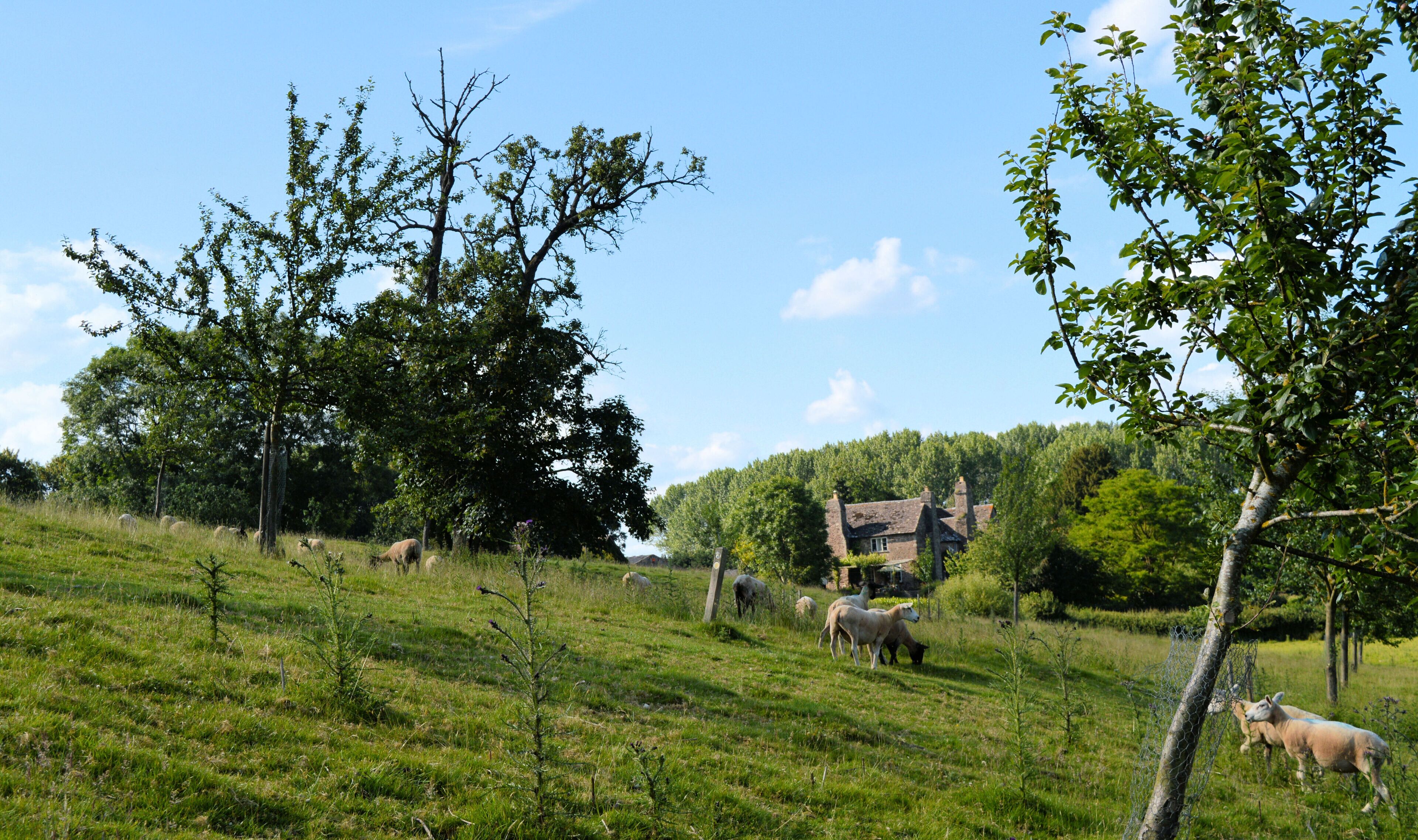 A grassy field with sheep grazing, trees, and a house in the background.