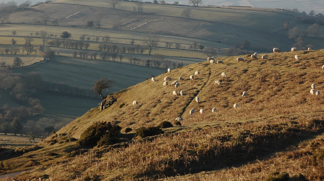 Sheep grazing below Hay Bluff Sheep grazing on the open common to the north of Hay Bluff and the Black Mountains.