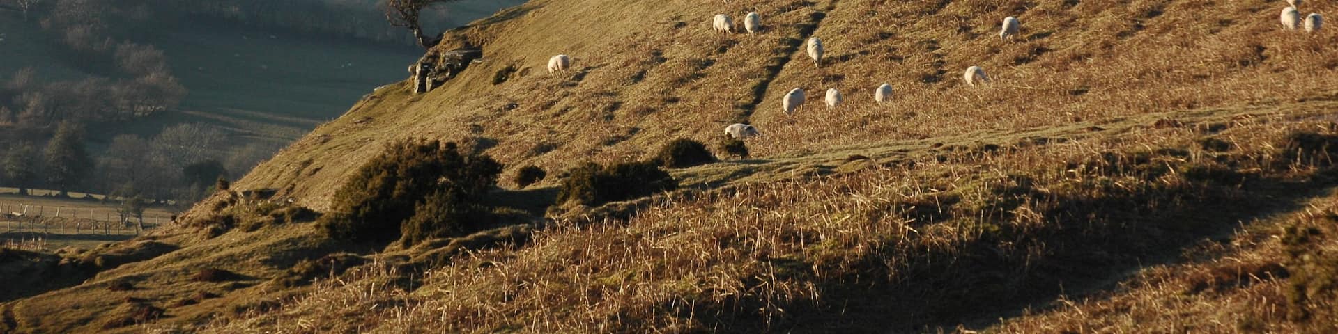 Sheep grazing below Hay Bluff Sheep grazing on the open common to the north of Hay Bluff and the Black Mountains.