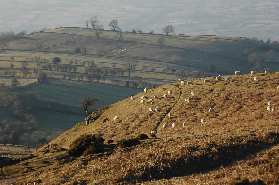 Sheep grazing below Hay Bluff Sheep grazing on the open common to the north of Hay Bluff and the Black Mountains.