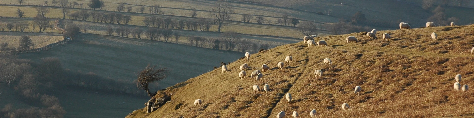 Sheep grazing below Hay Bluff Sheep grazing on the open common to the north of Hay Bluff and the Black Mountains.