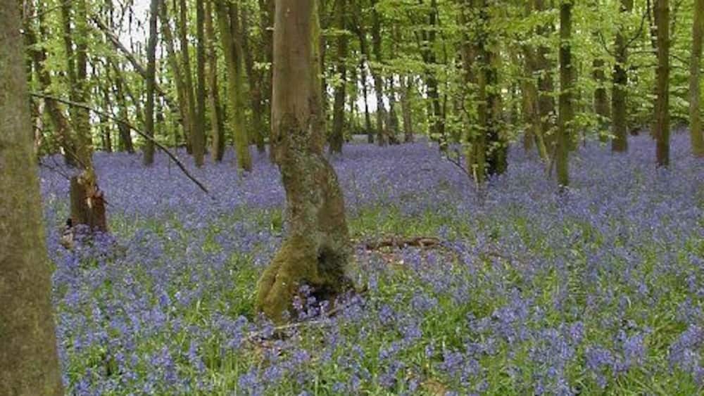 A forest with tall trees and a carpet of blue flowers.