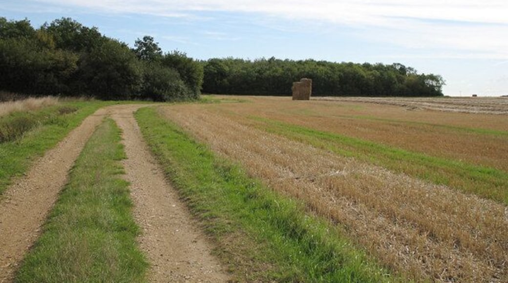 Farm track and Priest Wood. To the Southeast of Bramfield, Priest Wood is an area of mixed woodland with hedges to regulate points of entry. The track leads to Waterford Hall Farm.
