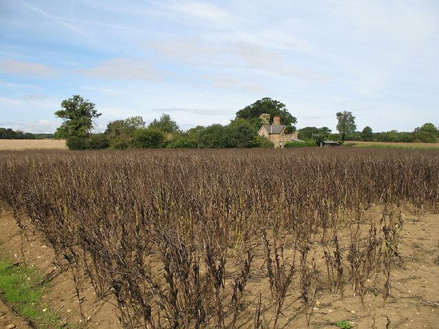 Hopgrounds. Looking across a field towards an isolated house named 'Hopgrounds'. The crop appears to be ripe soya.