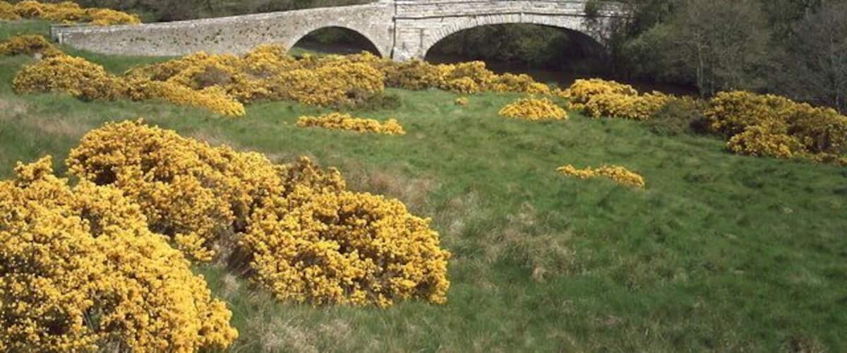 A stone bridge over a river, surrounded by yellow heather and green grass.