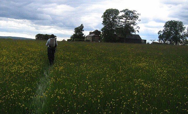 Footpath across Townhead Farm meadow A meadow left to grow naturally, without fertilisers or pesticides, and therefore full of wild flowers.