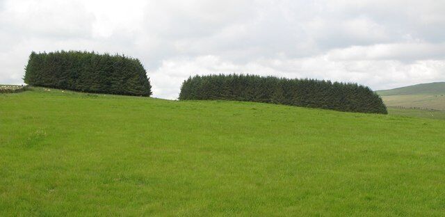 The two plantations north of Grindon Hill