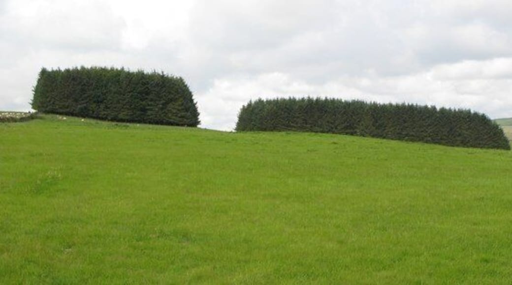 The two plantations north of Grindon Hill