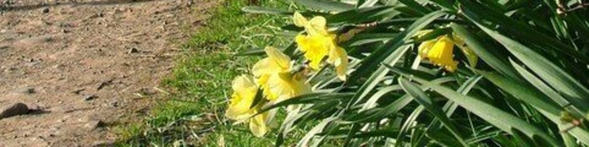 Track to Partridge Nest. Partridge Nest, a farm on the south side of the river with daffodils basking in the morning sunshine.