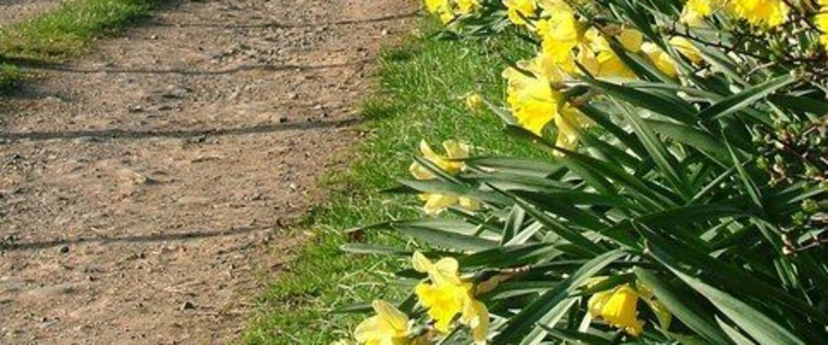 Track to Partridge Nest. Partridge Nest, a farm on the south side of the river with daffodils basking in the morning sunshine.