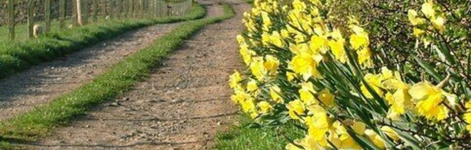 Track to Partridge Nest. Partridge Nest, a farm on the south side of the river with daffodils basking in the morning sunshine.