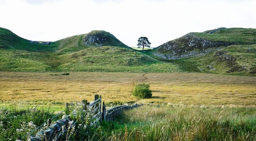 Rolling hills, a solitary tree, and a stone wall in a rural landscape.