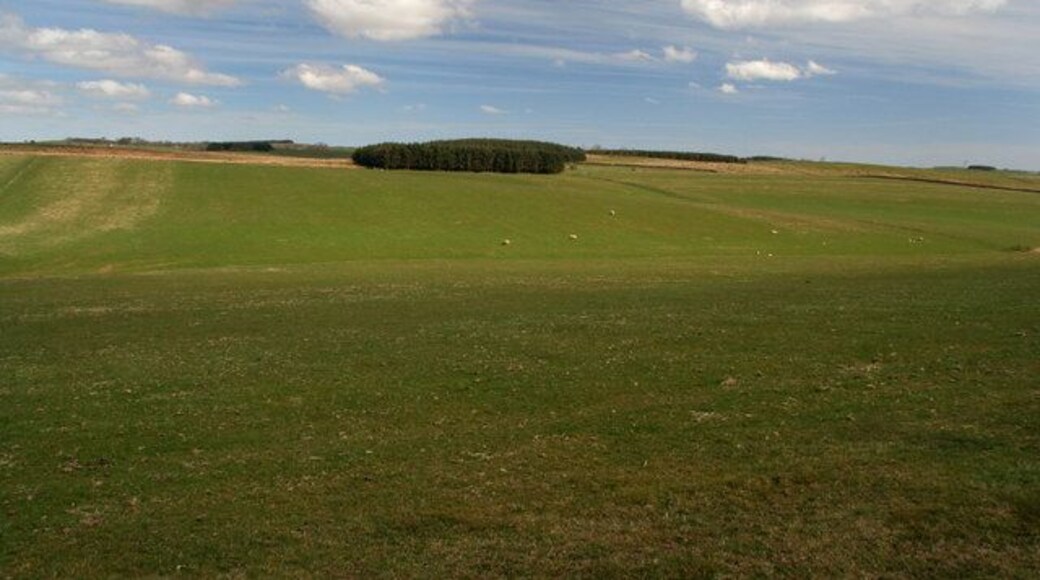 Rubbingstob Hill Plantations on Rubbingstob Hill.