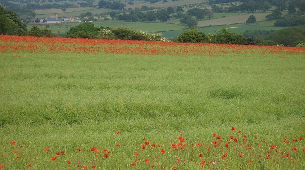 Poppies in a rape field Saw this field from afar and went looking for a close up. The poppies and oil seed rape have different flowering seasons, so a rendition of the Northumberland flag is unlikely.