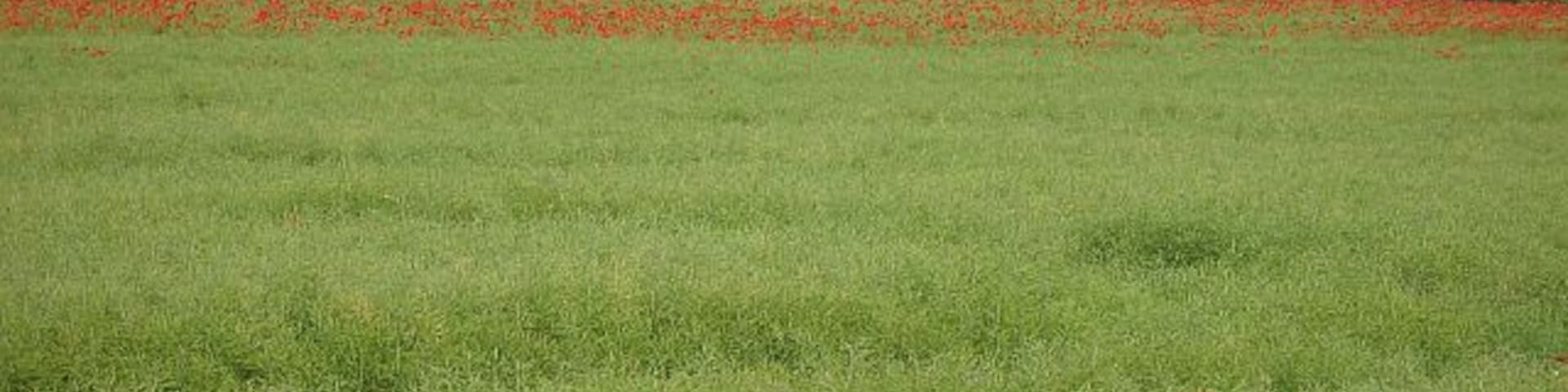 Poppies in a rape field Saw this field from afar and went looking for a close up. The poppies and oil seed rape have different flowering seasons, so a rendition of the Northumberland flag is unlikely.