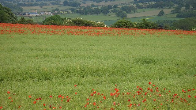 A field of red poppies with a rural landscape in the background.