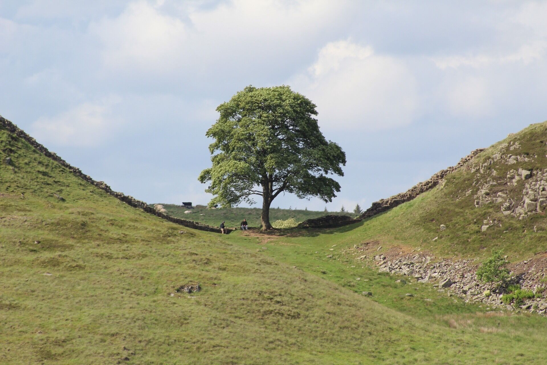 A solitary tree in a grassy valley with stone walls on either side.
