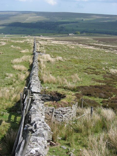 Line of grouse butts built into a drystone wall High Westend Allotment is to the left of the wall. A ruined house in NY8545 is in the middle distance (next to a large tree). The plantations below and around Byerhope Reservoir in NY8546 across the valley of the East Allen are directly above the line of the wall.