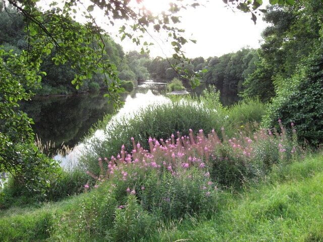 A river surrounded by lush greenery and pink wildflowers.