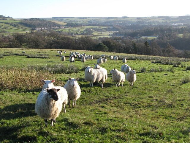 A flock of sheep grazing in a lush green field with rolling hills in the background.