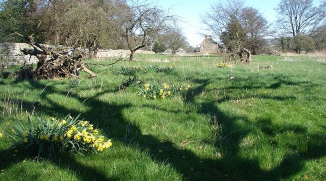 Daffodils in bloom