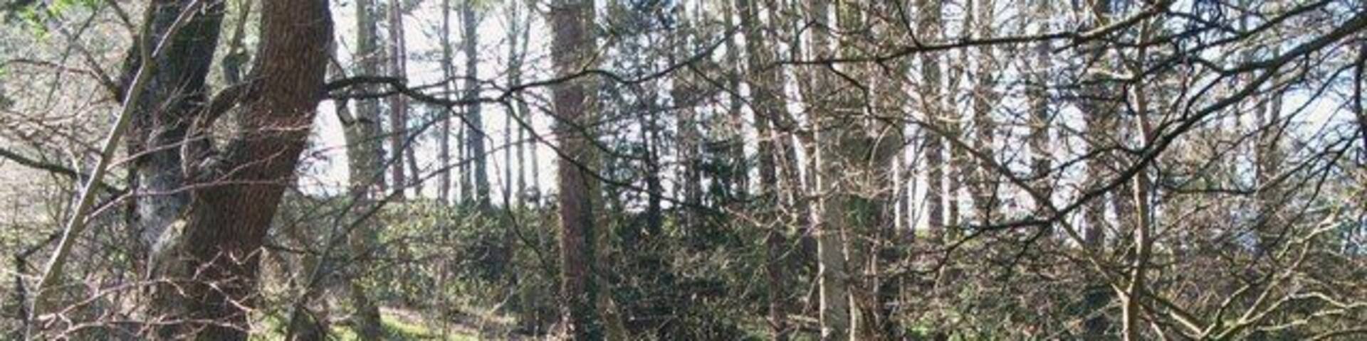 Bridge over stream south of Acomb