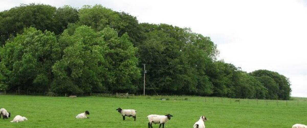 Plantation and pasture near Grindon Hill