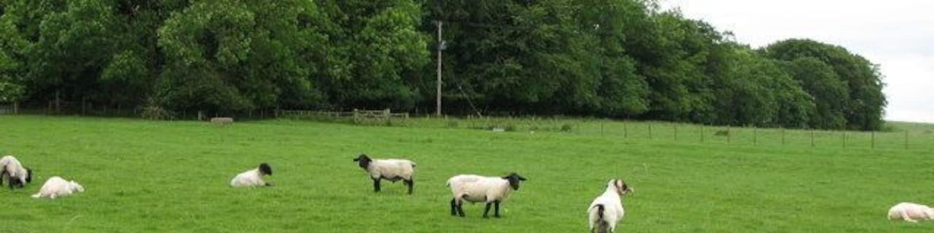 Plantation and pasture near Grindon Hill