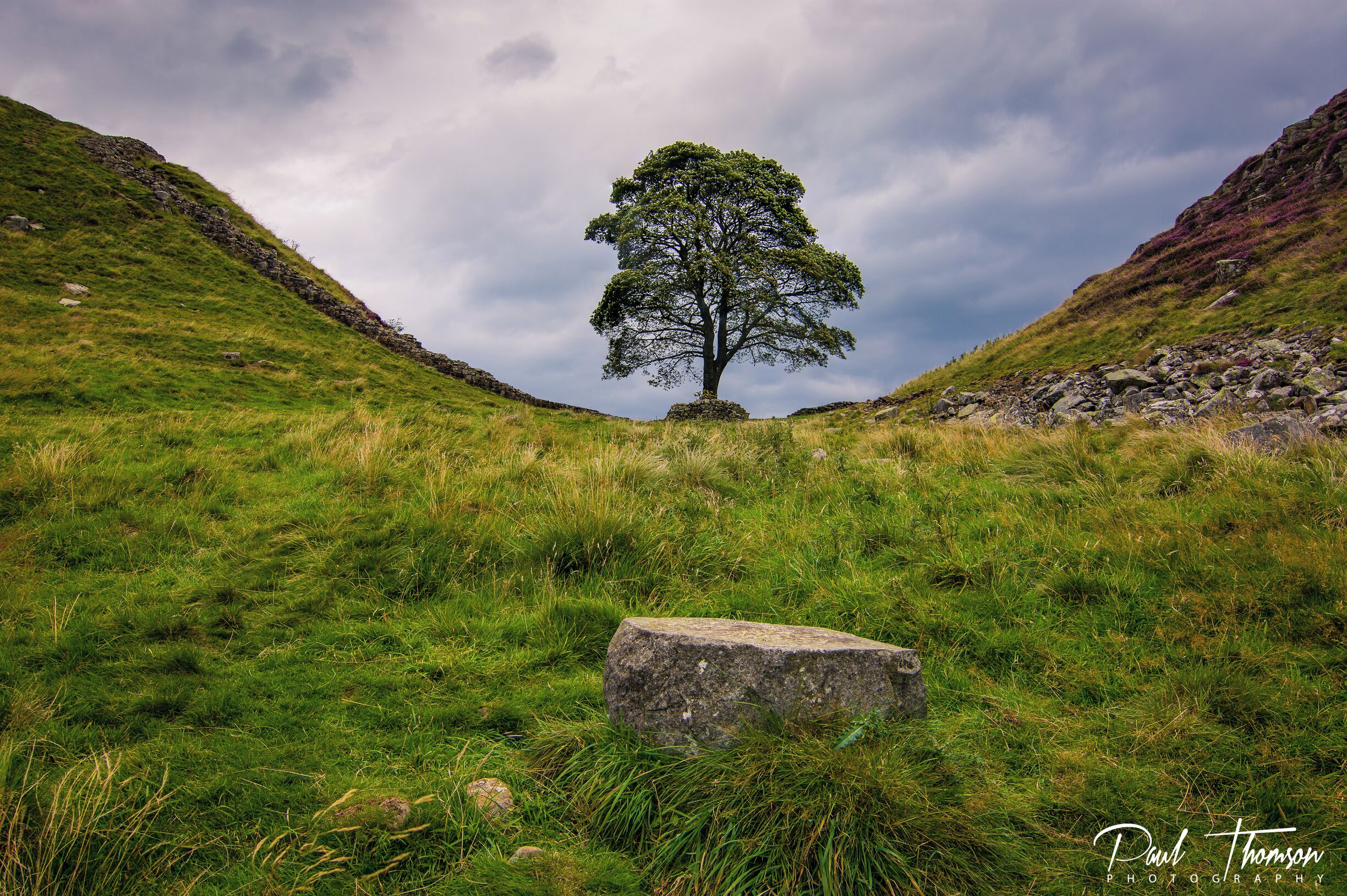 A solitary tree on a grassy hill with rocky outcrops.