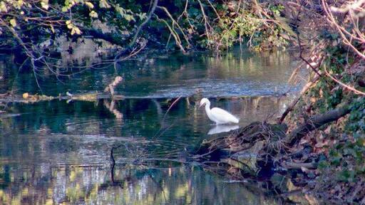 Little Egret On the River Ivel at Stotfold (Randalls) Mill.