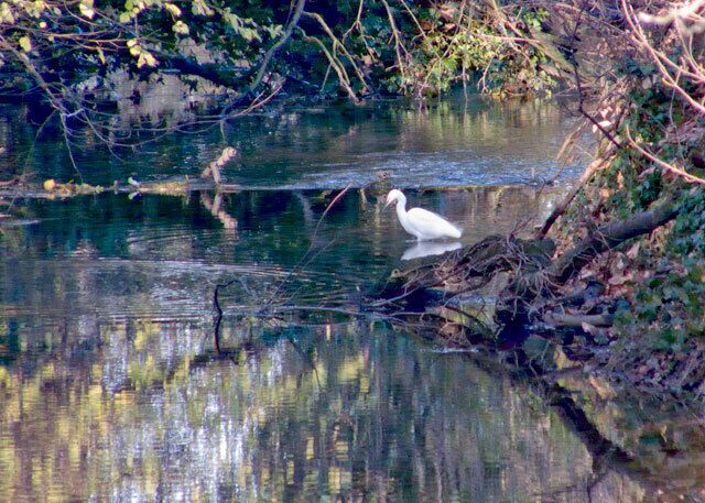A white bird standing in a calm body of water surrounded by trees and branches.