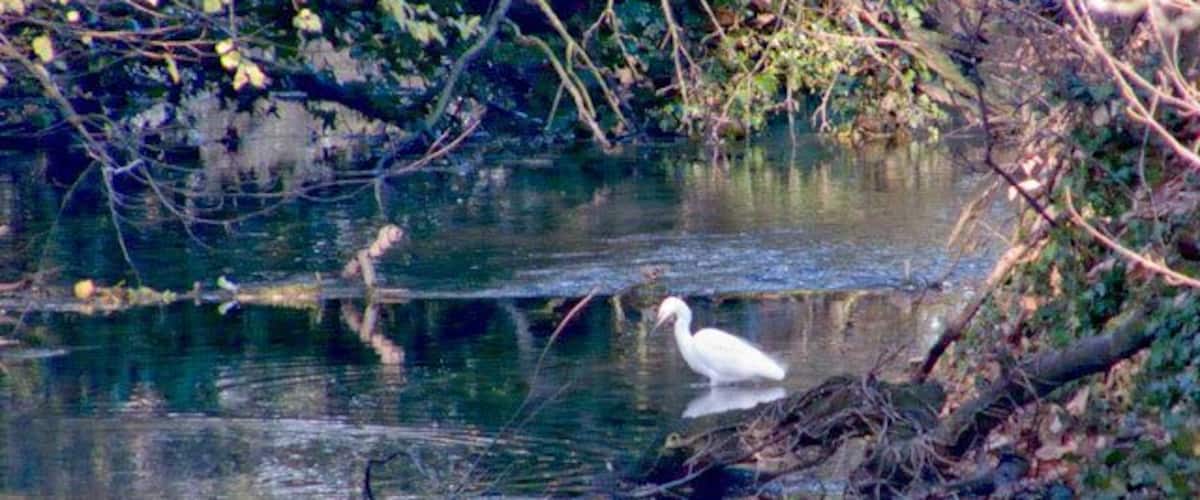A white bird standing in a calm body of water surrounded by trees and branches.