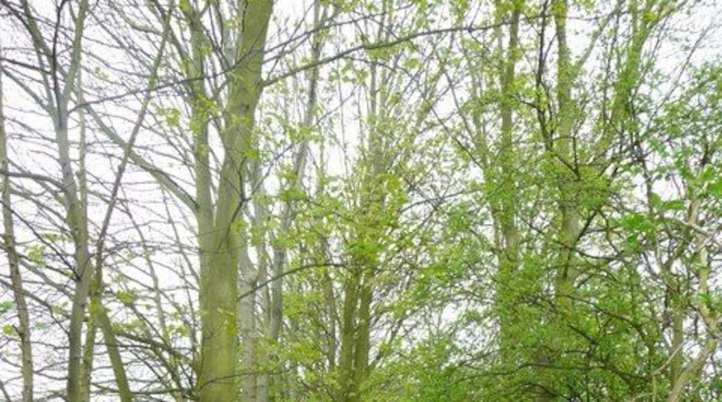 Boundary lane off Busker Lane, Scissett, Skelmanthorpe The boundary was a complicated arrangement between detached portions of wapentakes within the local townships, numbered 23 and 19 on the 1850 map. It was evidently a broad hedgebank, for it now has a broad track within it that did not appear on the mid-20C 6 inch map.