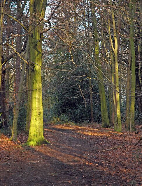 Wither Wood - Denby Dale Woodland path in Wither Wood near Denby Dale.