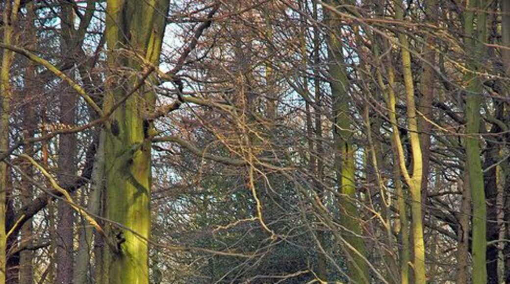 Wither Wood - Denby Dale Woodland path in Wither Wood near Denby Dale.