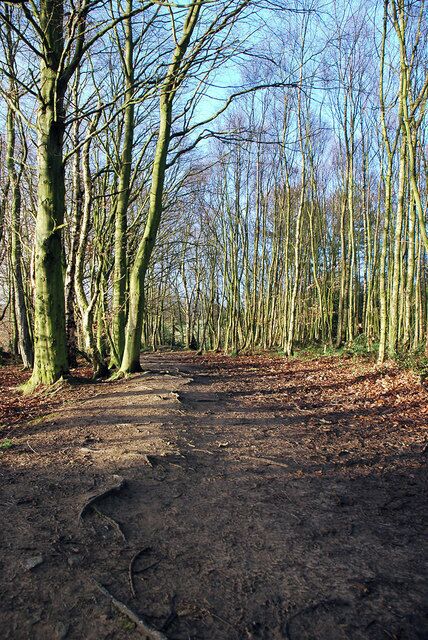 Wither Wood - Denby Dale Track in Wither Wood near Denby Dale.