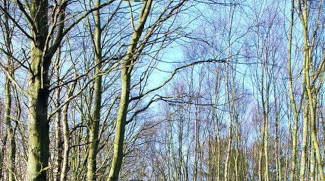 Wither Wood - Denby Dale Track in Wither Wood near Denby Dale.