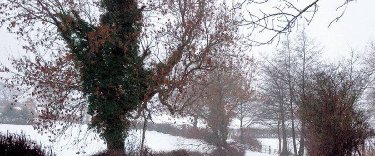 A snow-covered rural path flanked by trees and bushes.