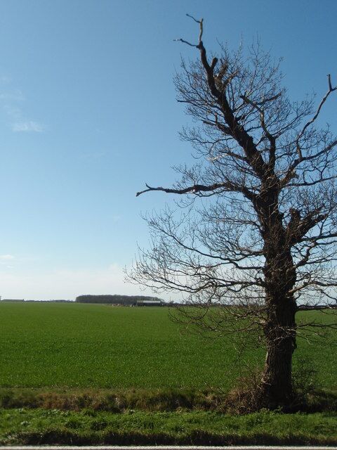 Forlorn Ash Tree Seen alongside the B6662. Fieldbarn farm also in the grid square can be seen in the mid-distance.