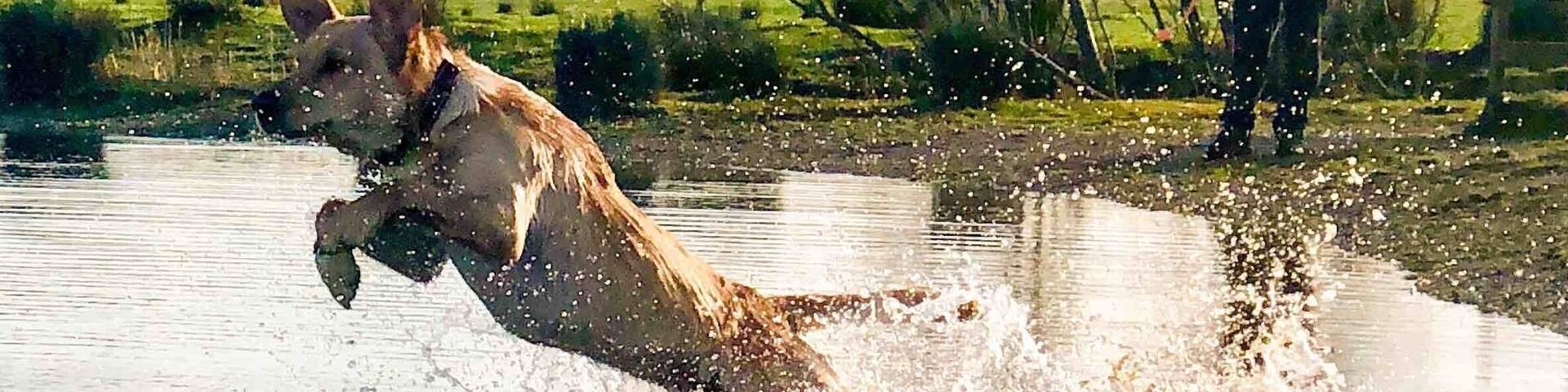 A horse running through a body of water with a person in the background.