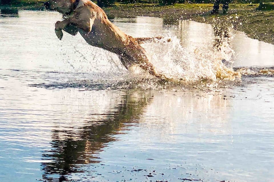 A horse running through a body of water with a person in the background.